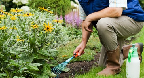 Dense boundary hedge maintenance in Muswell Hill