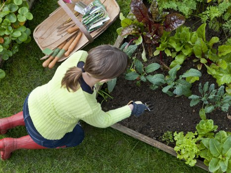 Lawn care and pruning work for a Muswell Hill outdoor space